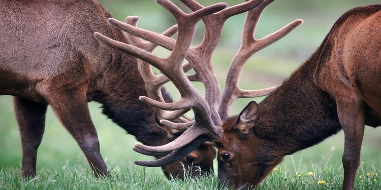 two ELK's eating grass