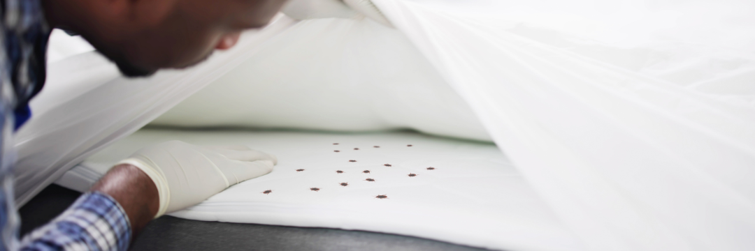 A bed bug inspector with experience and training in bed bug control