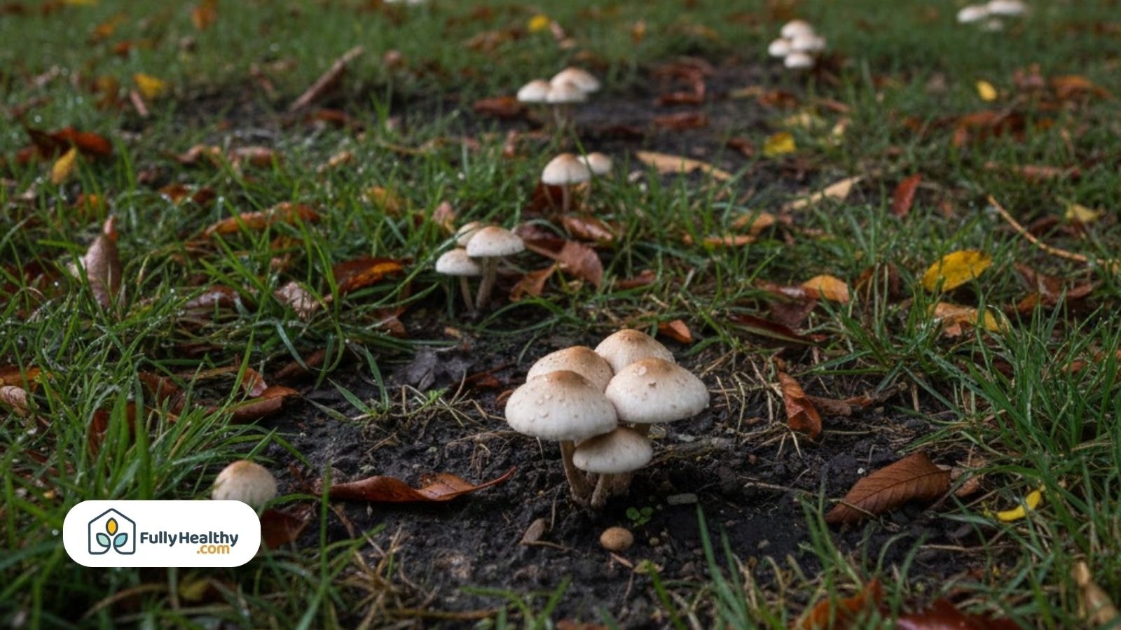 Clusters of mushrooms growing in damp yard surrounded by grass and leaves
