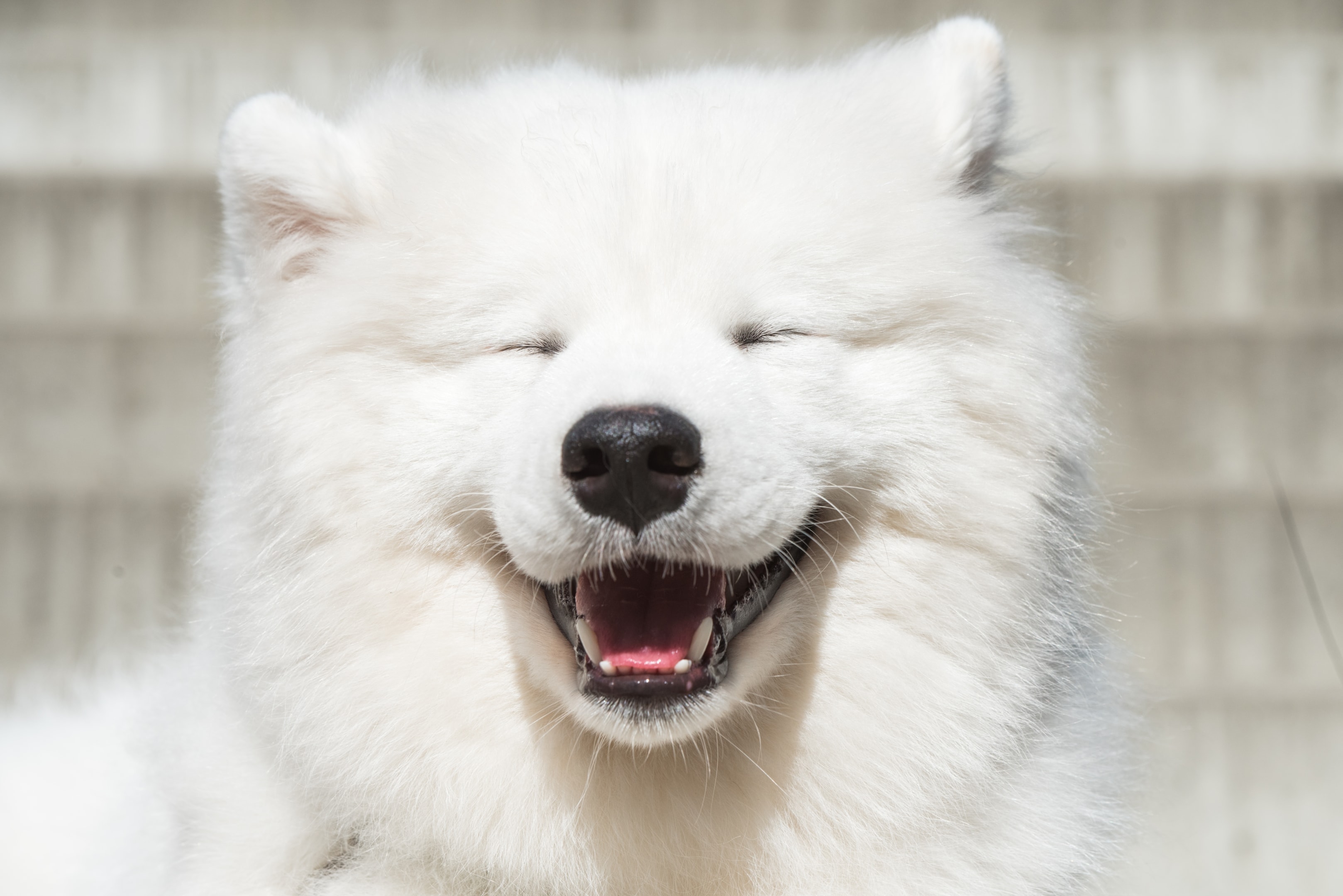 A happy smile from a Sammie