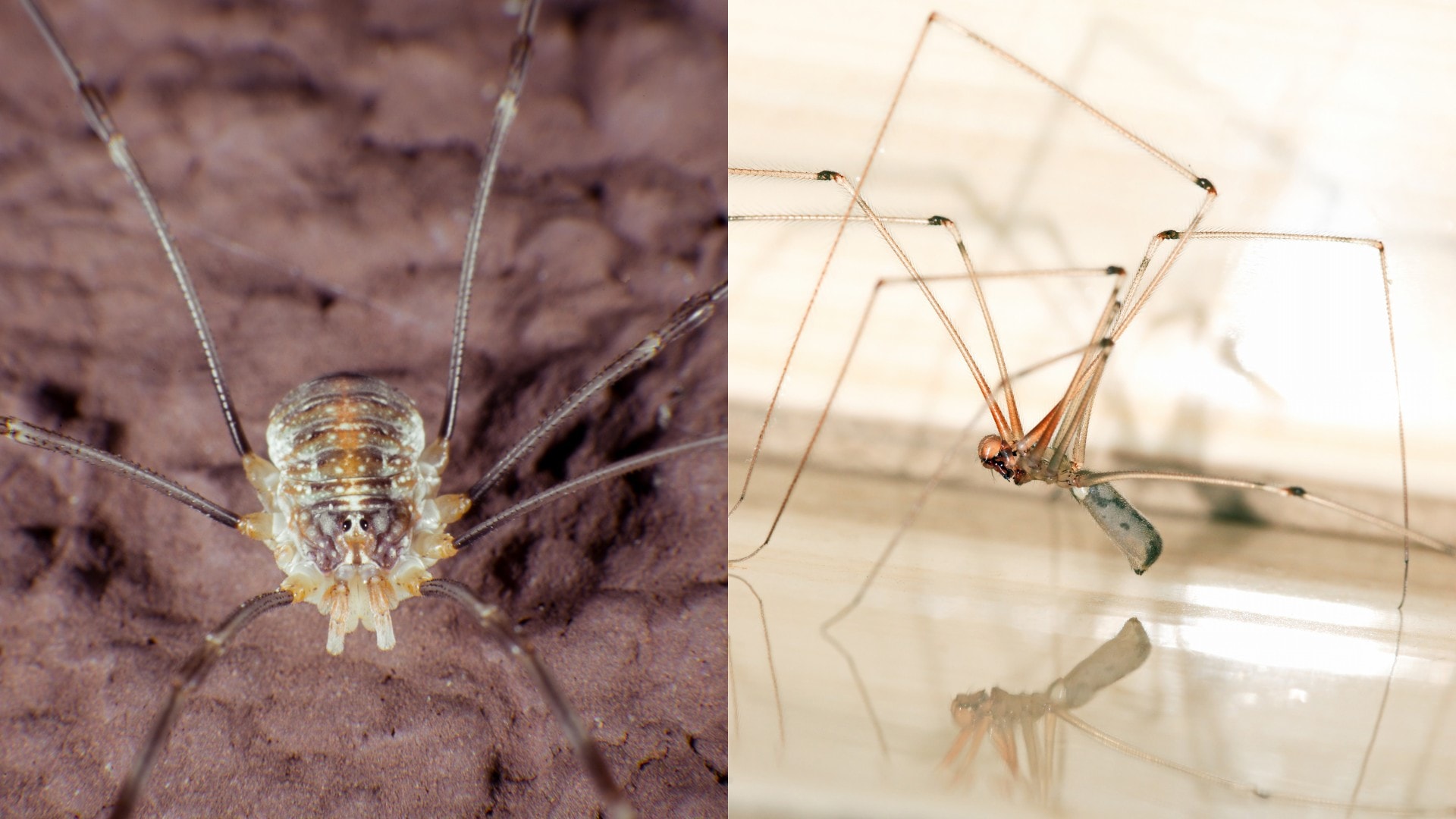 A harvestmen and cellar spider being compared side-by-side.