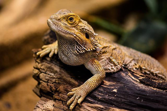 why is my bearded dragon eating sand