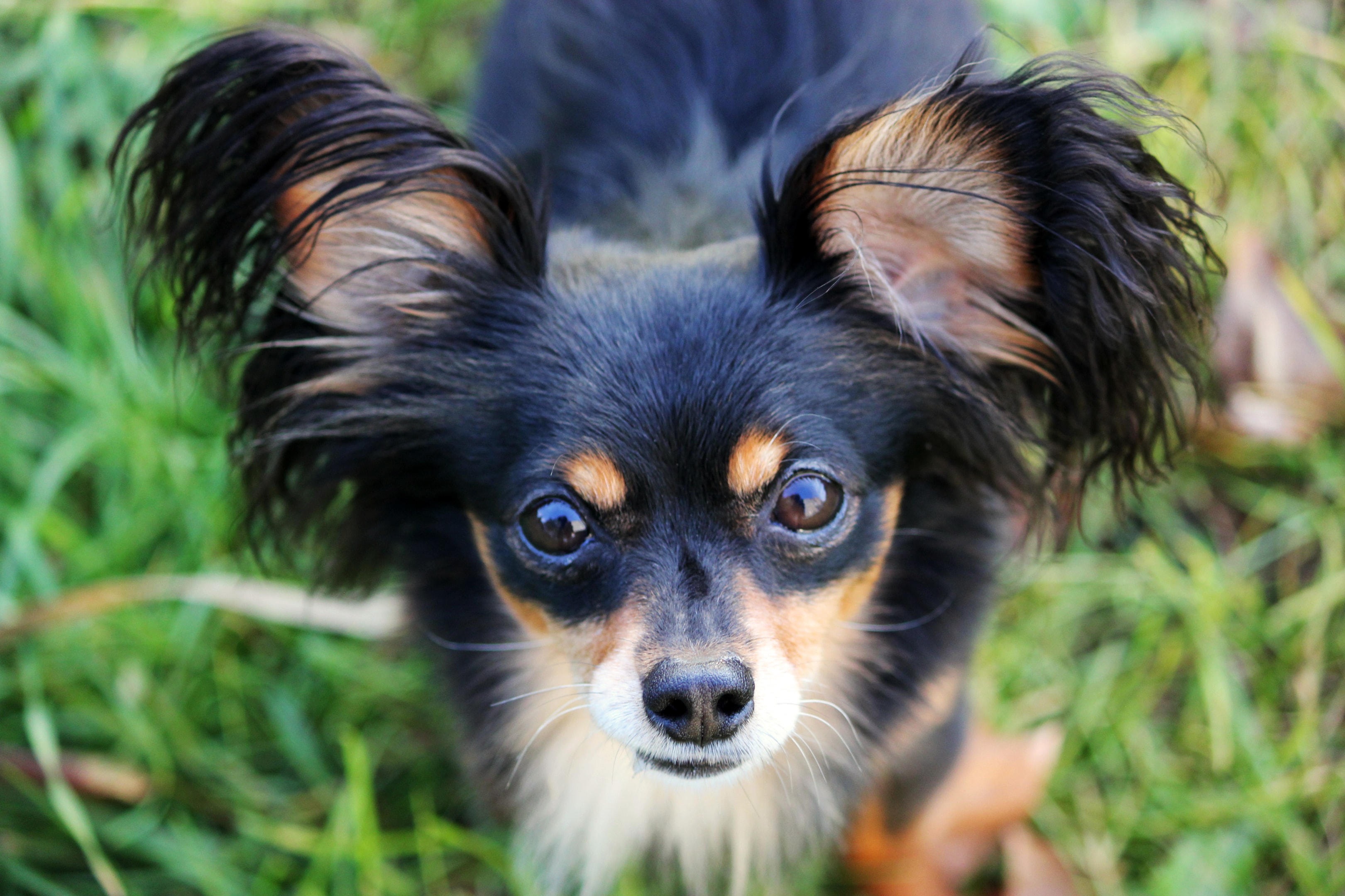 A Russian Toy Terrier face view