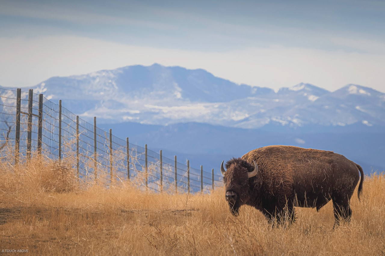A buffalo at the Rocky Mountain Arsenal National Wildlife Refuge 