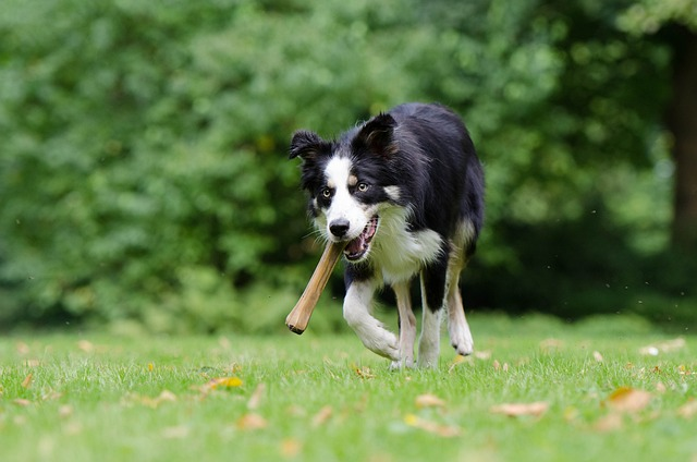 Give a Dog a Bone Puzzle