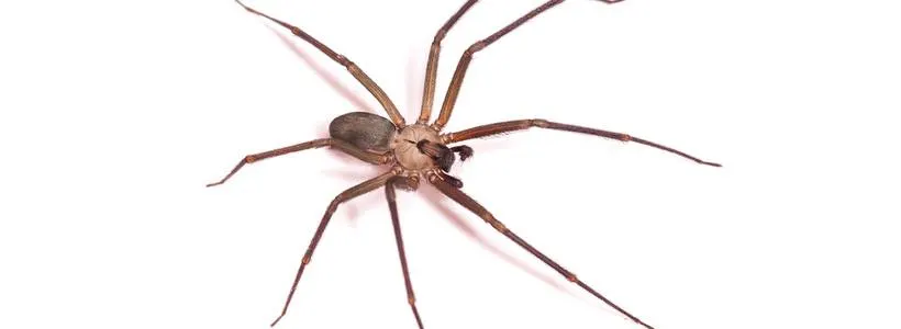 How to Get Rid of Brown Recluse Spiders - DIY Pest Control