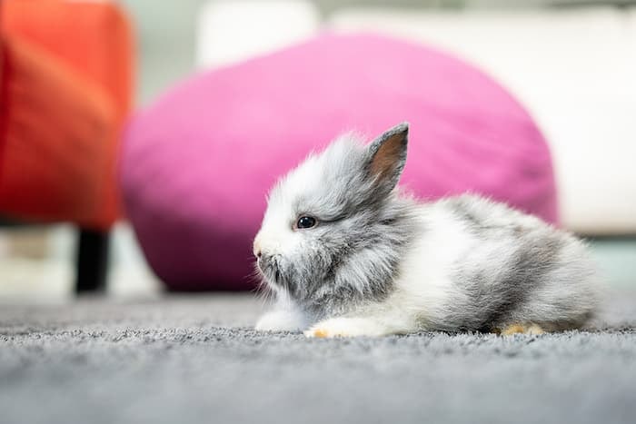 Living Harmoniously with Rabbits