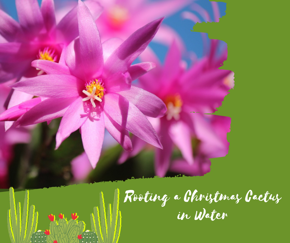 christmas cactus propagation, root christmas cactus cuttings, stem cuttings, christmas cactus plant