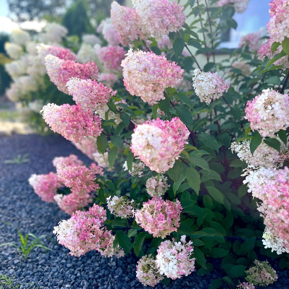 Hortensja bukietowa Sundae Fraise 