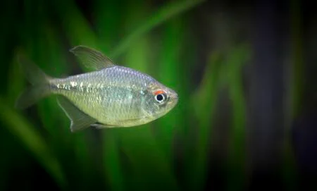 Diamond tetra fish in the aquarium