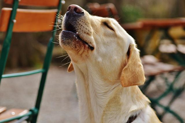 labrador, dog, cute, dogs that howl