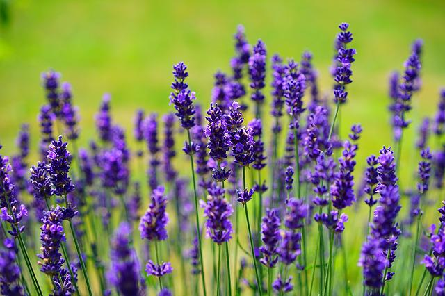 lavender, flowers, plants