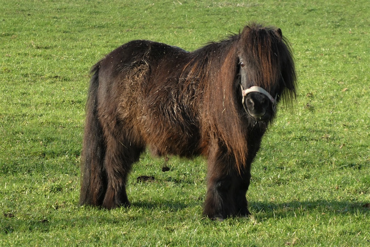 A sturdy pony