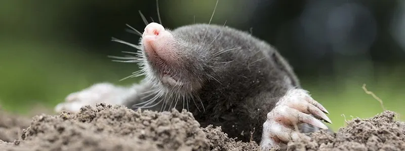 An image of a mole poking its head out from a tunnel.
