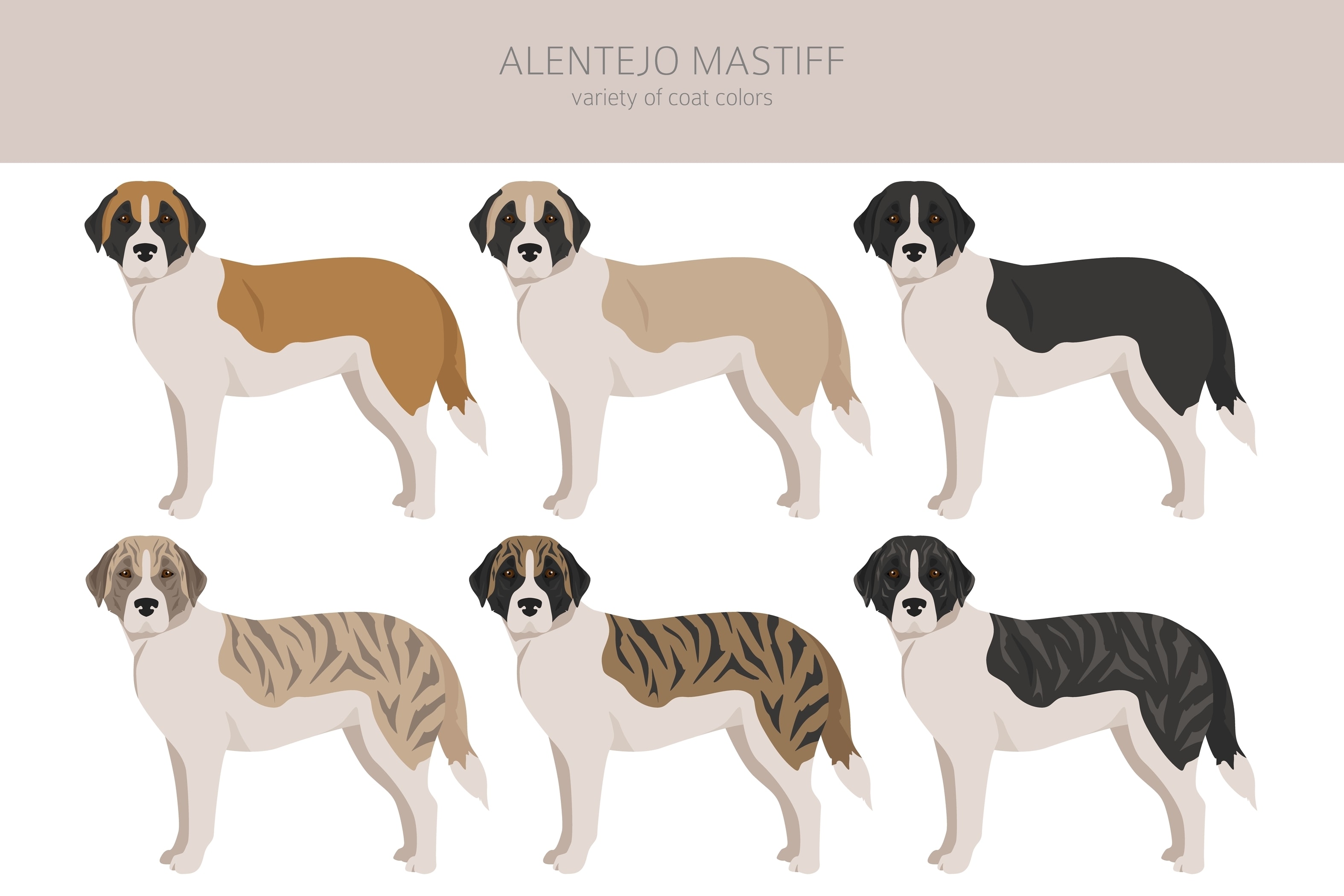 An infographic showing the various coat colors of the Alentejo