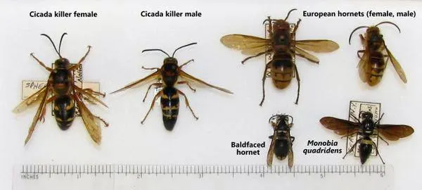 An image comparing cicada killers to other large hornets.