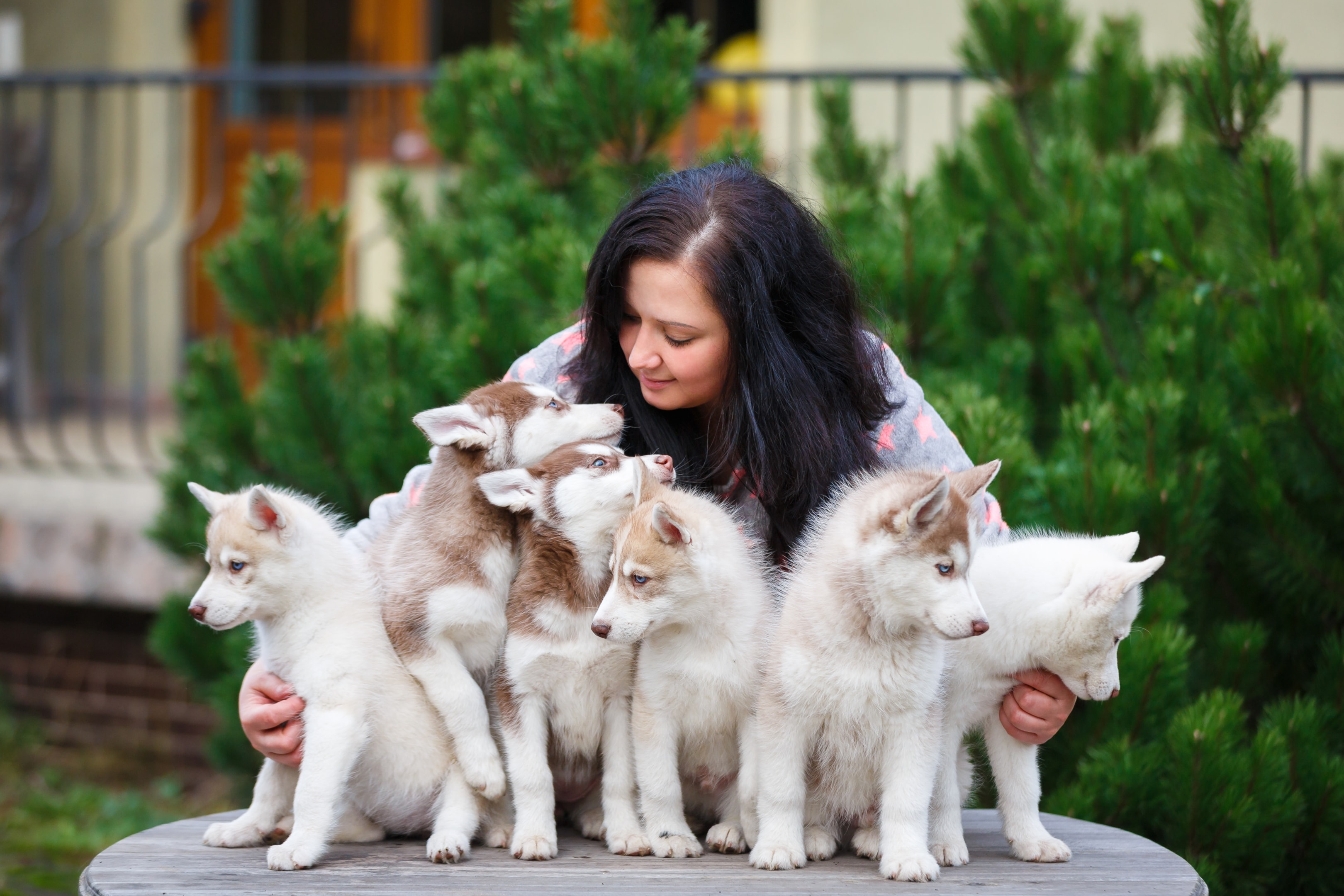 A litter of Siberian Husky puppies