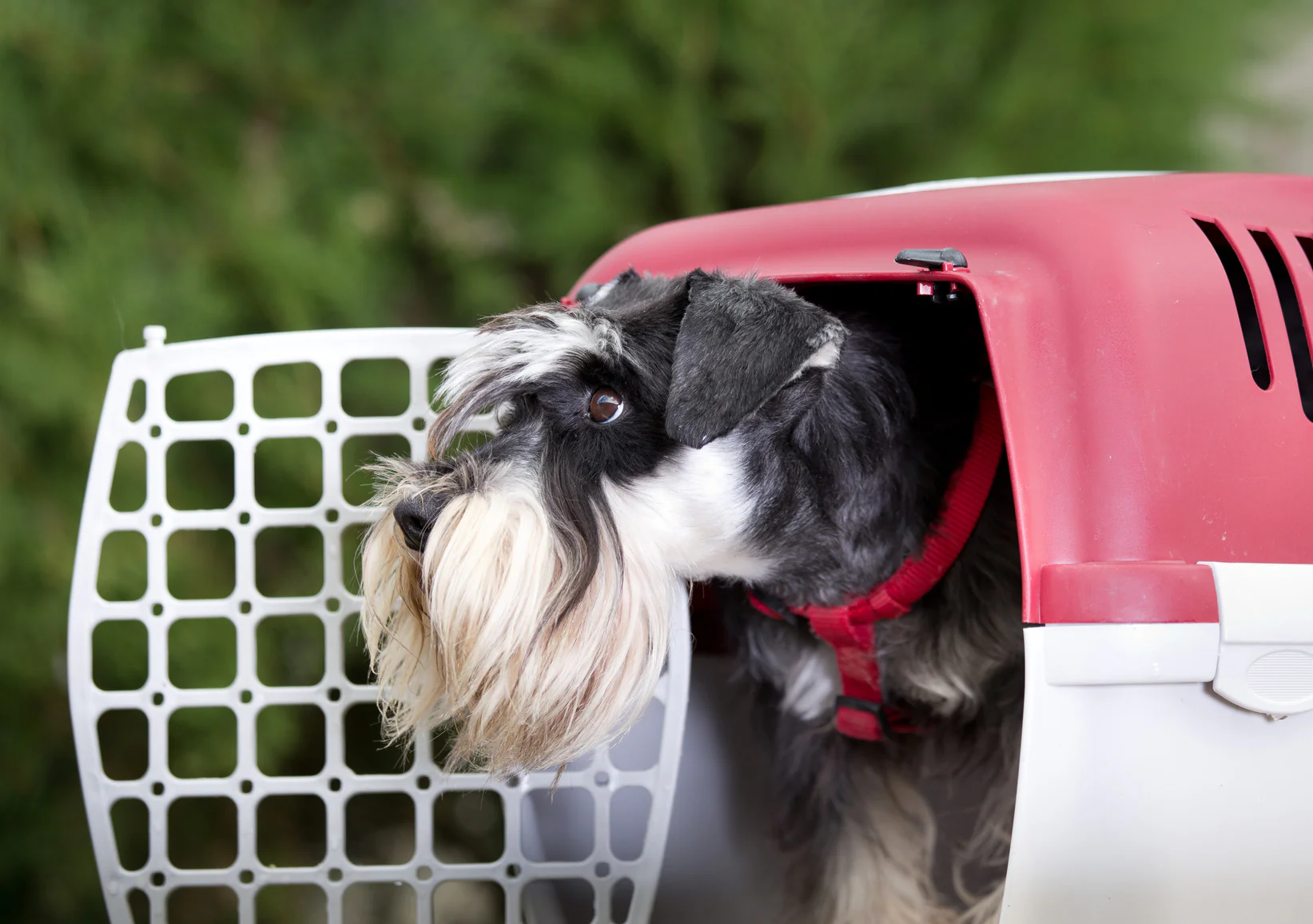 Preparing Your Dog for Travel