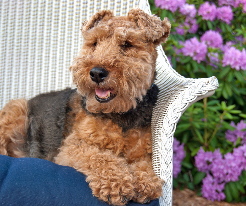 A Welsh Terrier laying on a wicker bench
