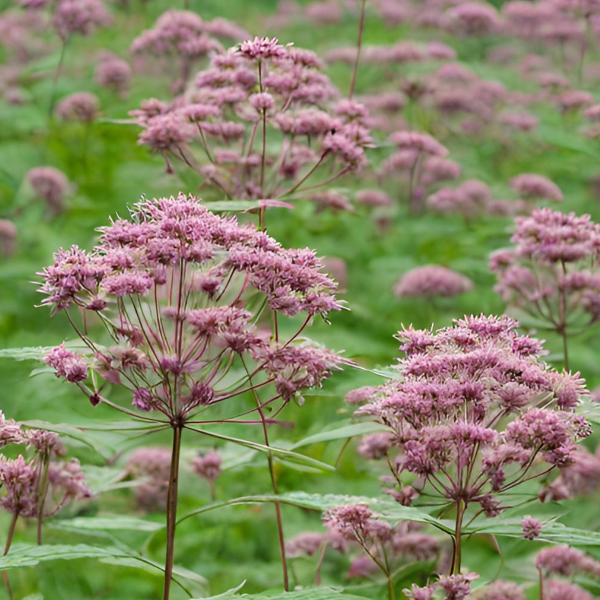 joe pye weed flowers casket spray florists prioritize fresh flowers add a custom ribbon only the freshest flowers get delivered today not only the flowers honor of your loved receiving flowers personally delivered beloved dad dear friend only top quality florists substitution preference affect requested delivery dates tree in honor quality florists plant a tree fresh flowers planting a memorial tree freshest flowers offer a beautiful ribbon delivery date substitution preference need for just 9.95 local florist provide tree in a forest local florist requested delivery dates ribbon to your flowers more a memorial tree make a difference quality guarantee difference by planting artistic quality forest of need delivery date