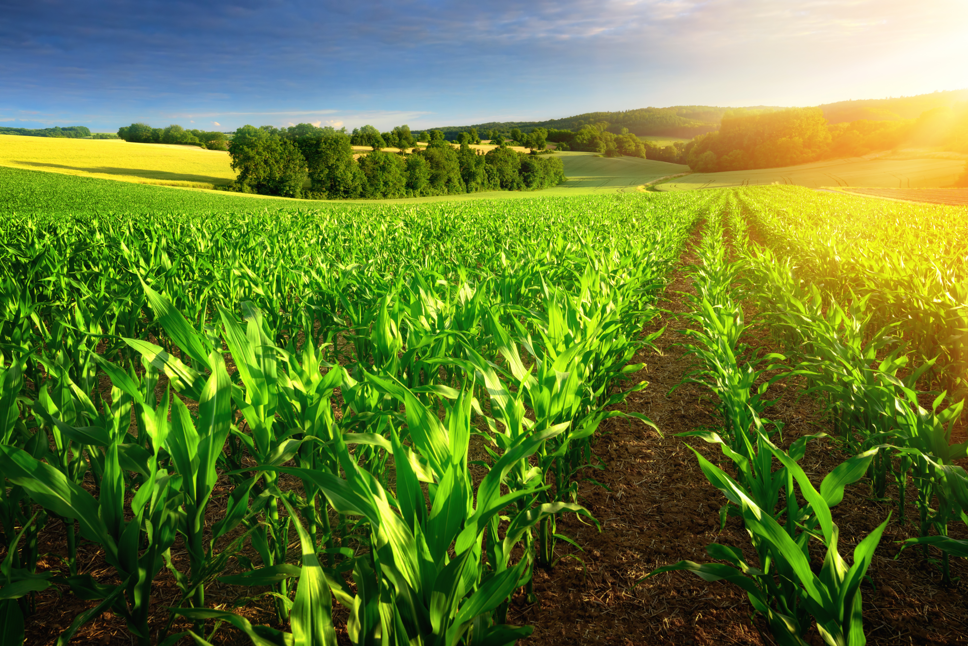 planting corn in califonia