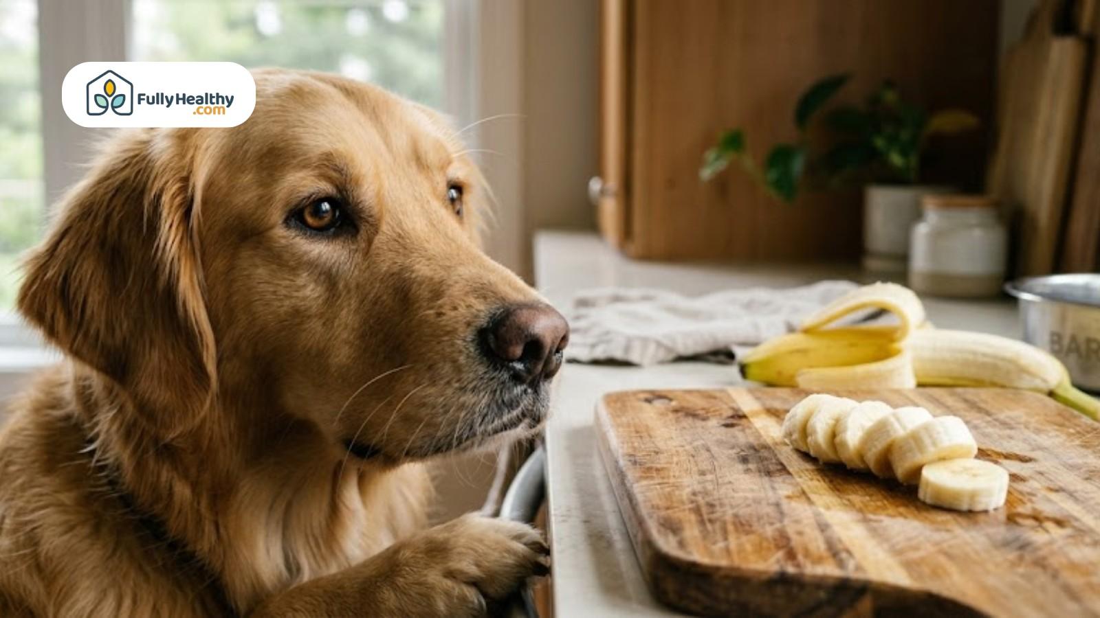 Dog watching sliced bananas on cutting board in bright kitchen setting