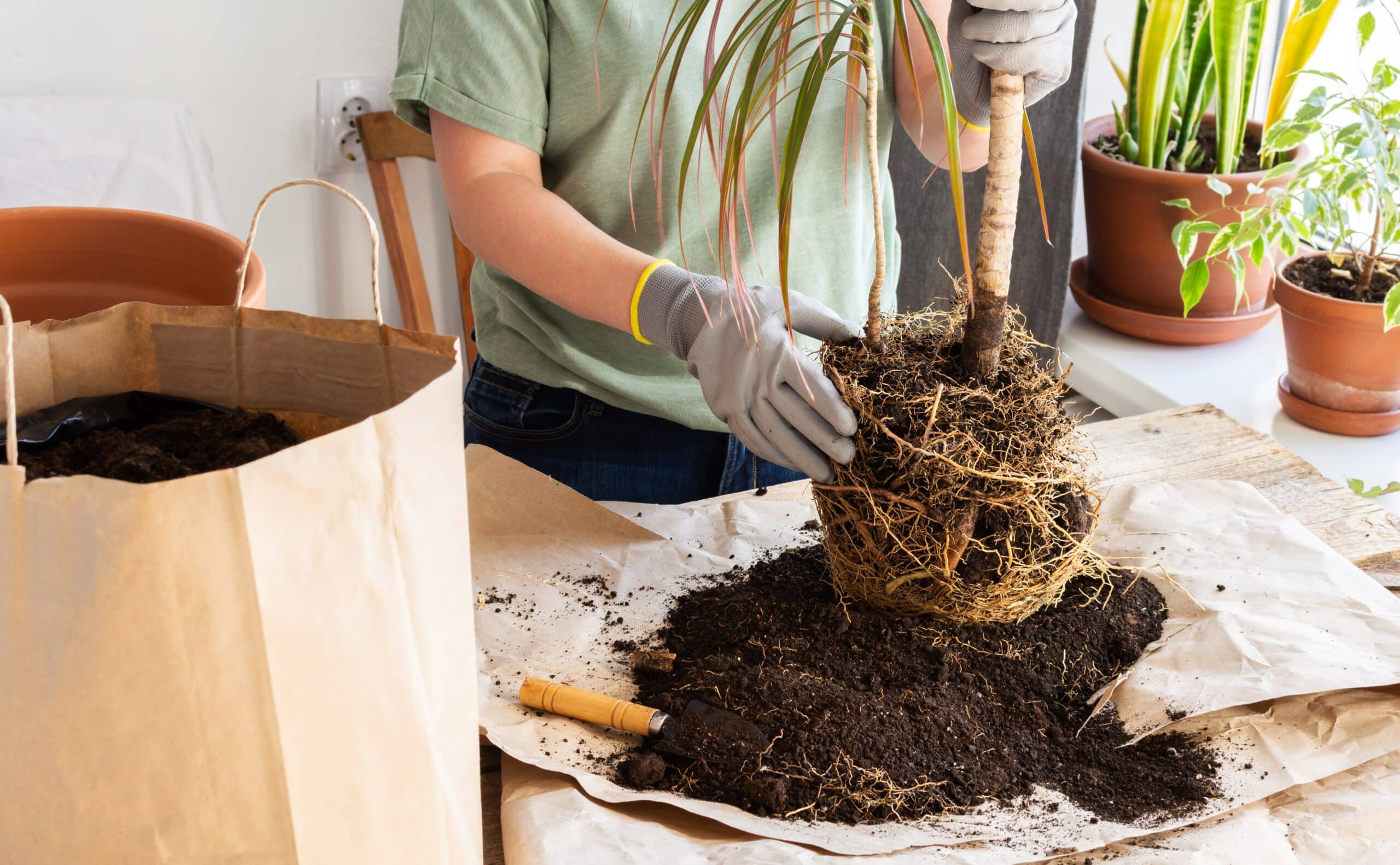 soil line, dracaena marginata