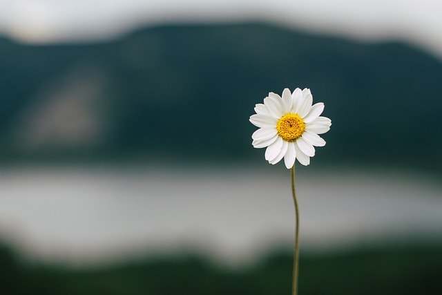 daisy, flower, flower wallpaper