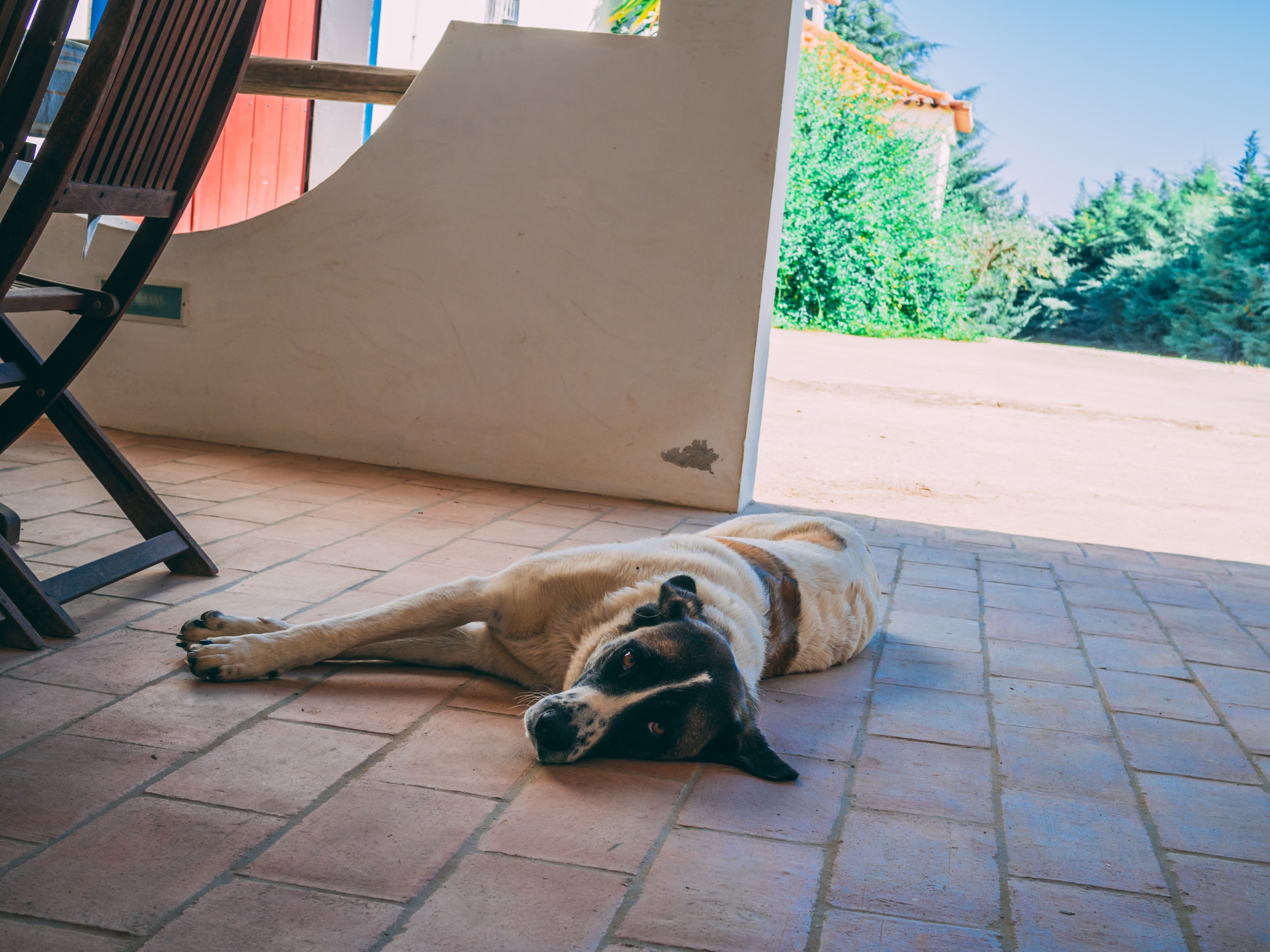 An Rafeiro do Alentejo laying on a patio