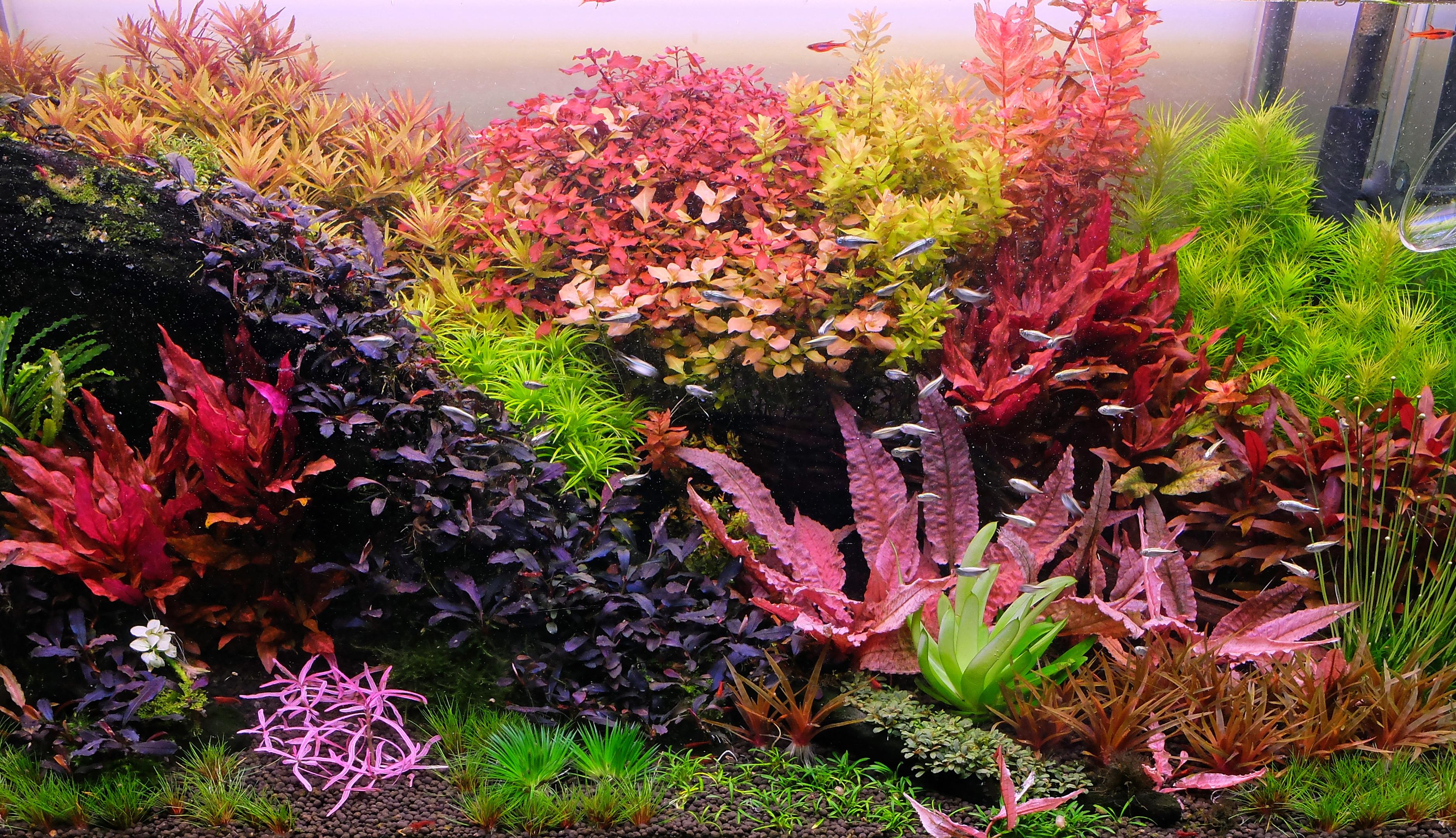 Lush Dutch Style aquarium with Bucephalandra 'brownie ghost', Cryptocoryne 'flamingo' and other rare plants.