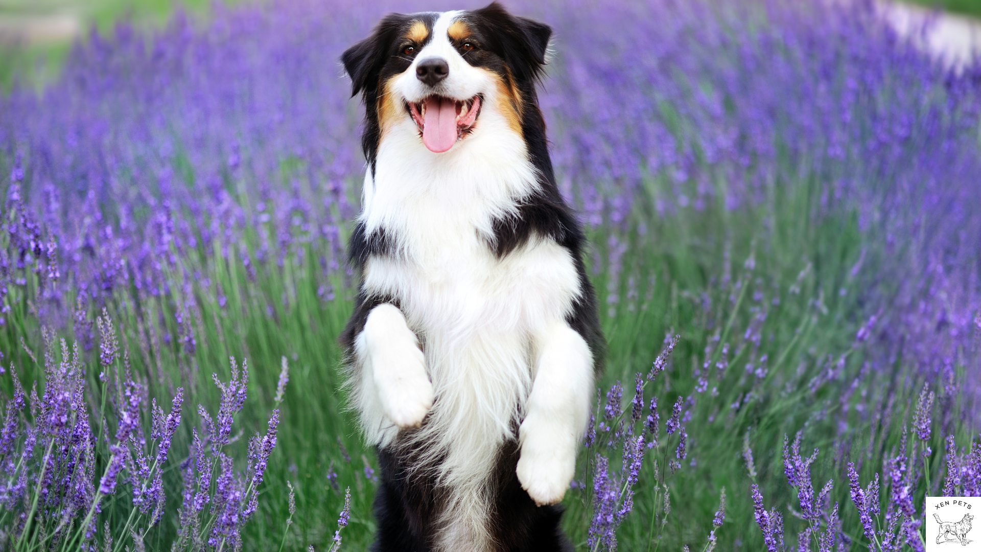 beautiful dog standing on their hind legs in a field of flowers