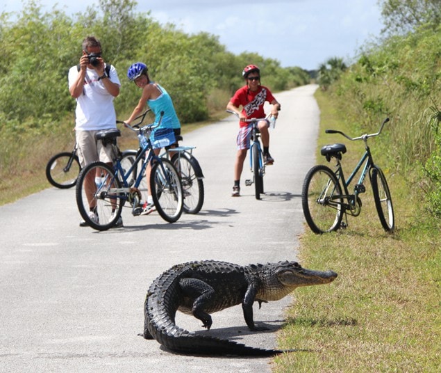 Nature and Wildlife in Florida