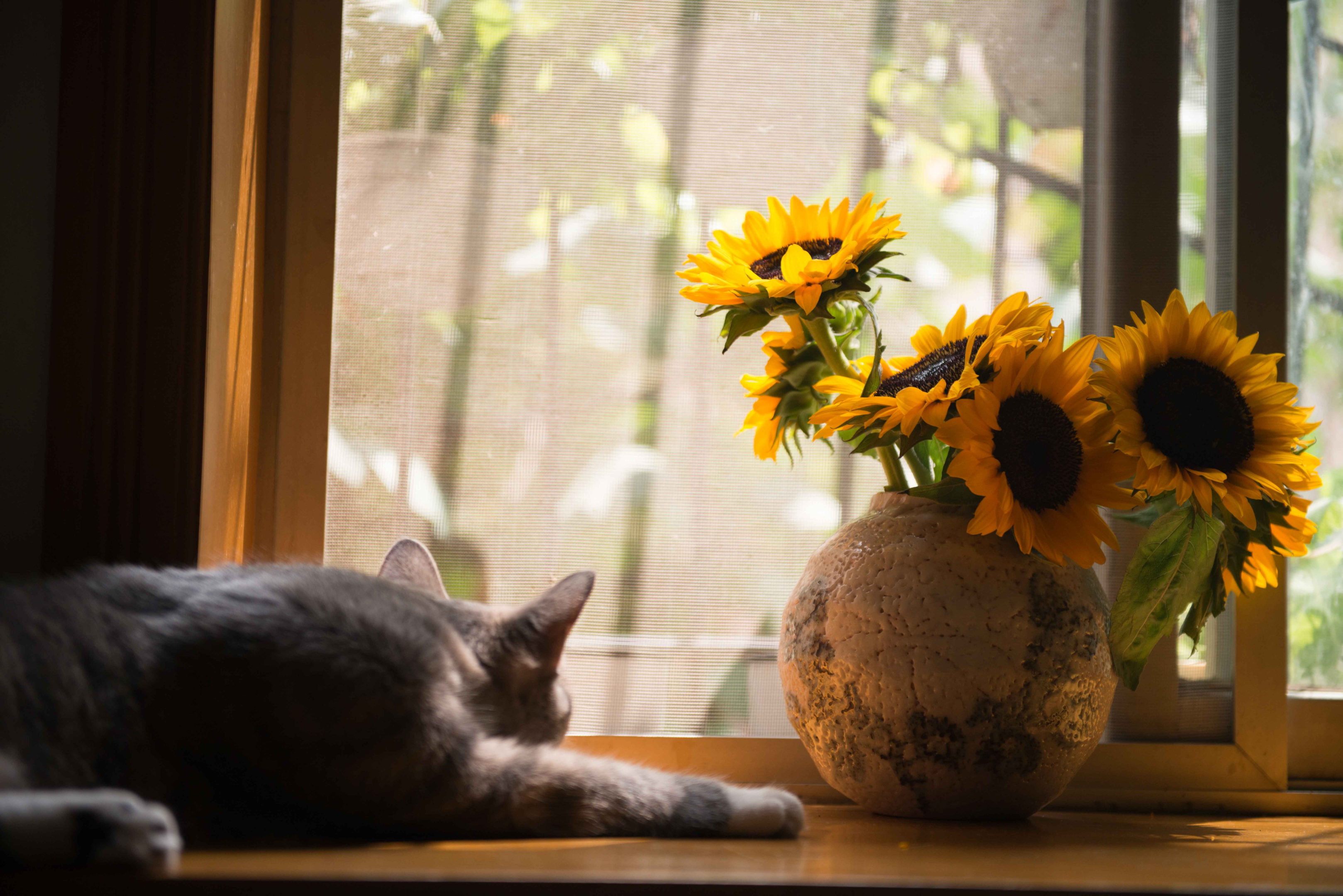 https://www.pexels.com/photo/gray-cat-near-gray-vase-with-sunflower-674580/