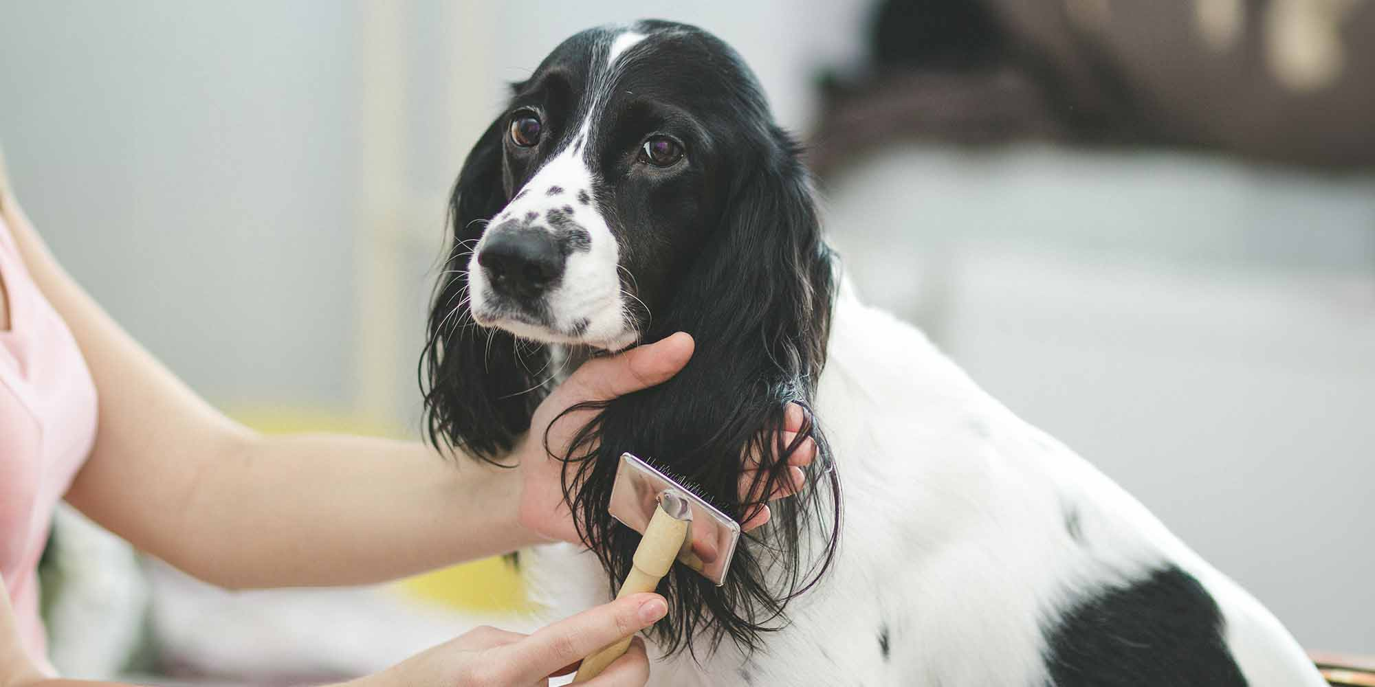 long dog coats, brushing