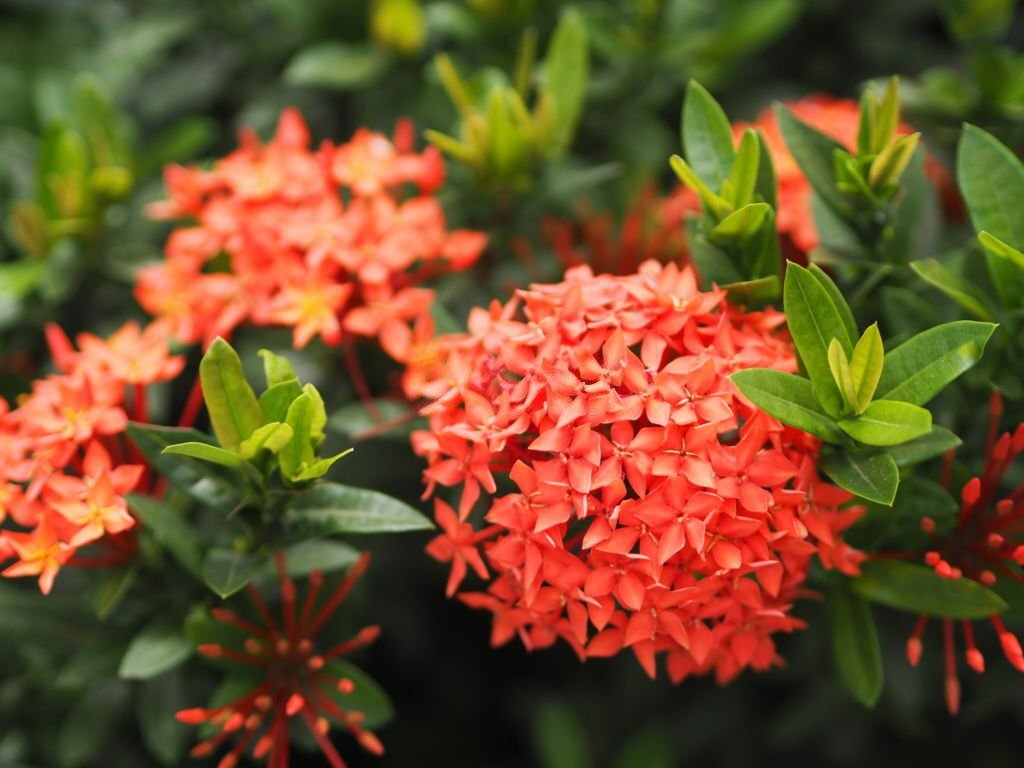 Ixora