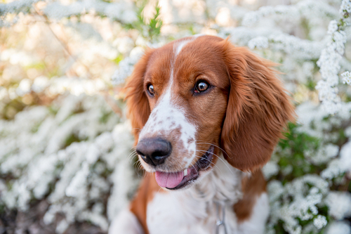 A close up of a Springer Spaniel Eyes