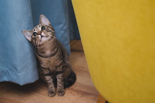 cat, bury cat, animal, sitting cat, brindle, cute, pets, kitten, pet, cat, nature, cat, cat, cat, cat, kitten, kitten