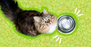 How Long Can Cats Go Without Food And Water? A Vet Explains - DodoWell - The  Dodo