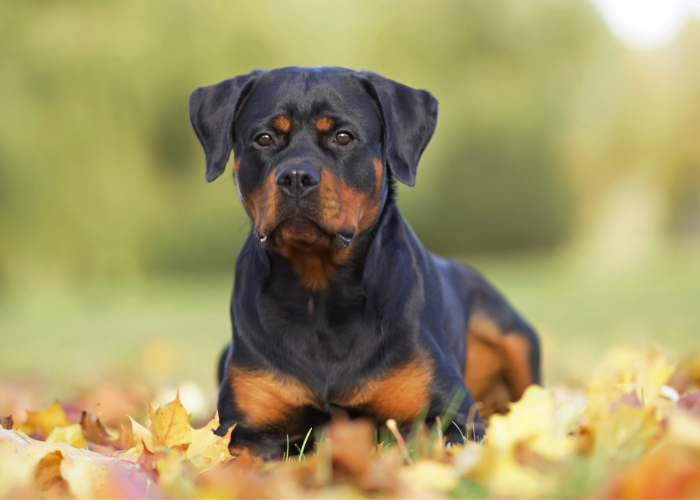 22 Dog Breeds That Look Like Rottweilers (2025 Edition)