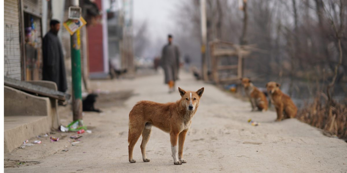 stray dogs, street dogs, dangerous animal