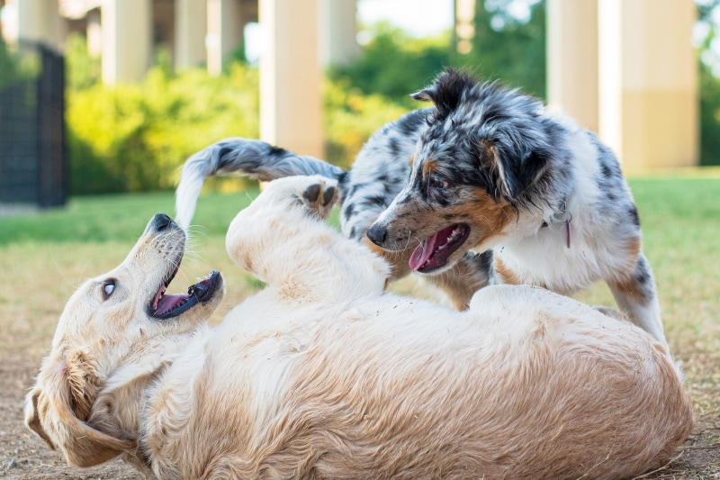 family life, friendly dogs