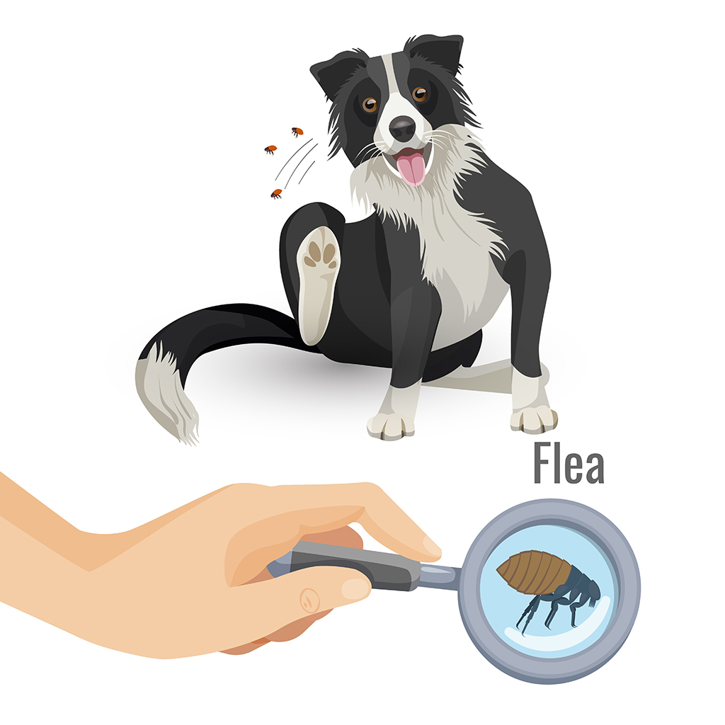 An image of a dog scratching fleas.