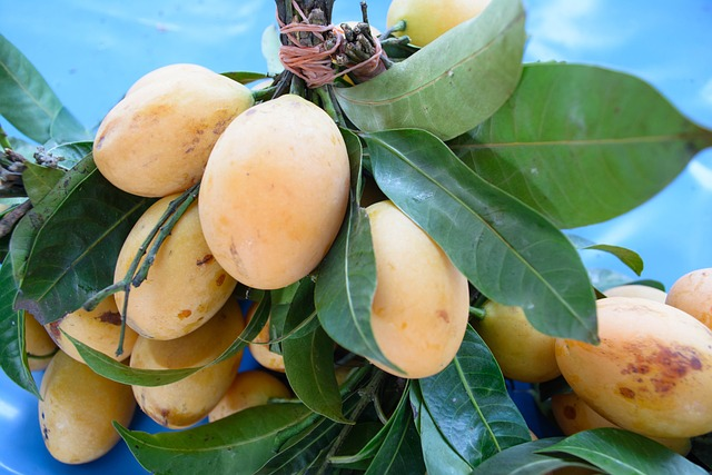 Mango trees thrive in Florida's warm climate that gets full sun