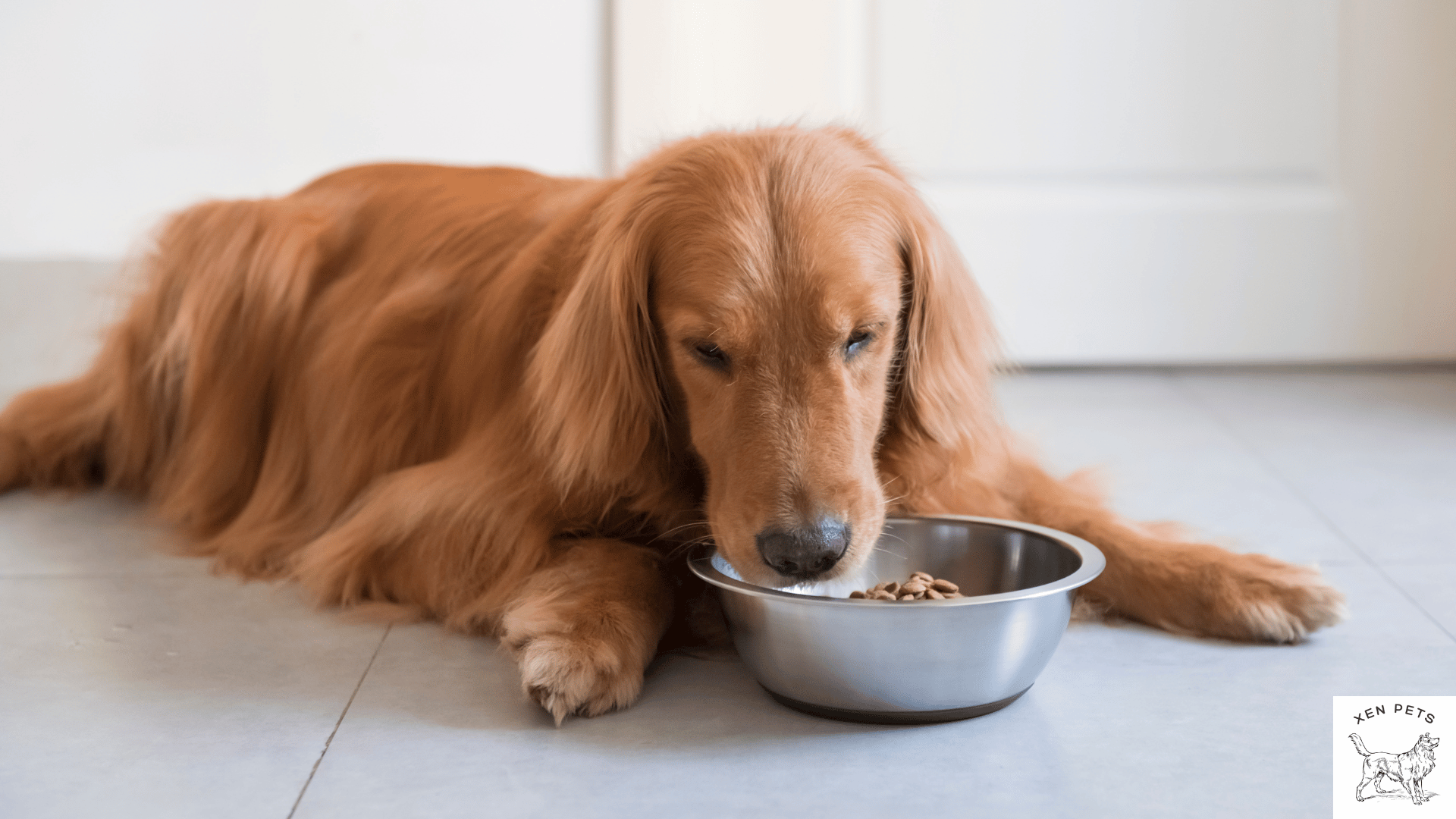 golden retriever eating from food bowl