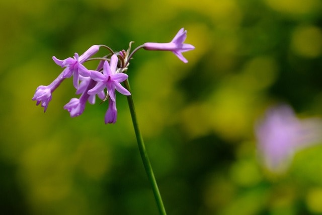 flowers, flower background, flower wallpaper, pink, flora, beautiful flowers, nature, purple, society garlic