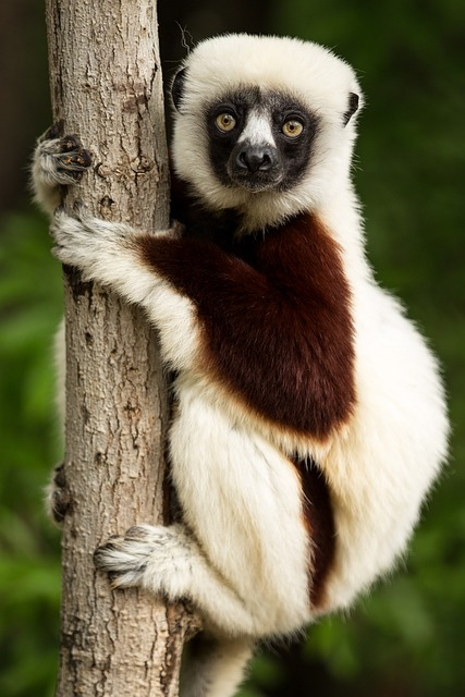 lemur, wildlife, madagascar
