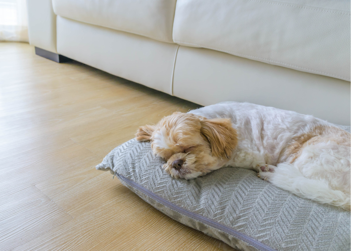 13 Best Dog Breeds with Low Separation Anxiety (2024)