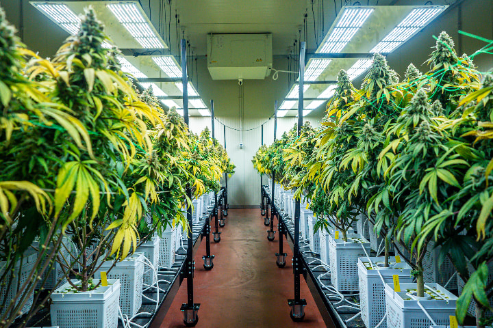 Medical cannabis cultivation facilities utilize advanced growing techniques, climate control systems, and standardized protocols to ensure consistent quality and potency.