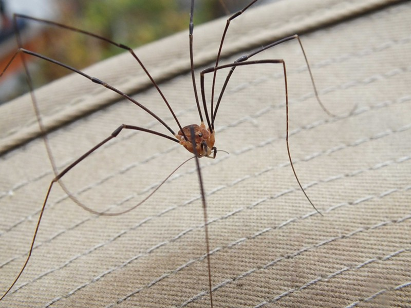 Spider Control 101 Eliminating Daddy Long Leg Spiders