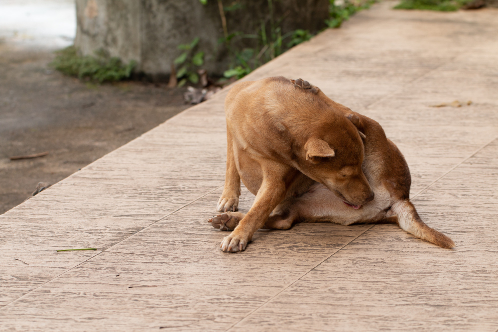 Puppy itching hot sale after bath